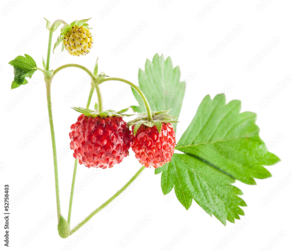 Wild strawberry isolated on white background, macro Wild strawberry isolated on white background, macro