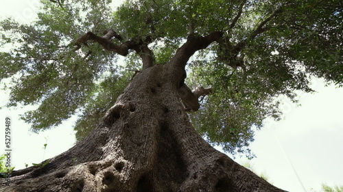 Giant olive tree