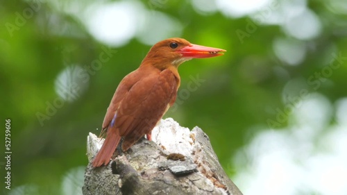 アカショウビン