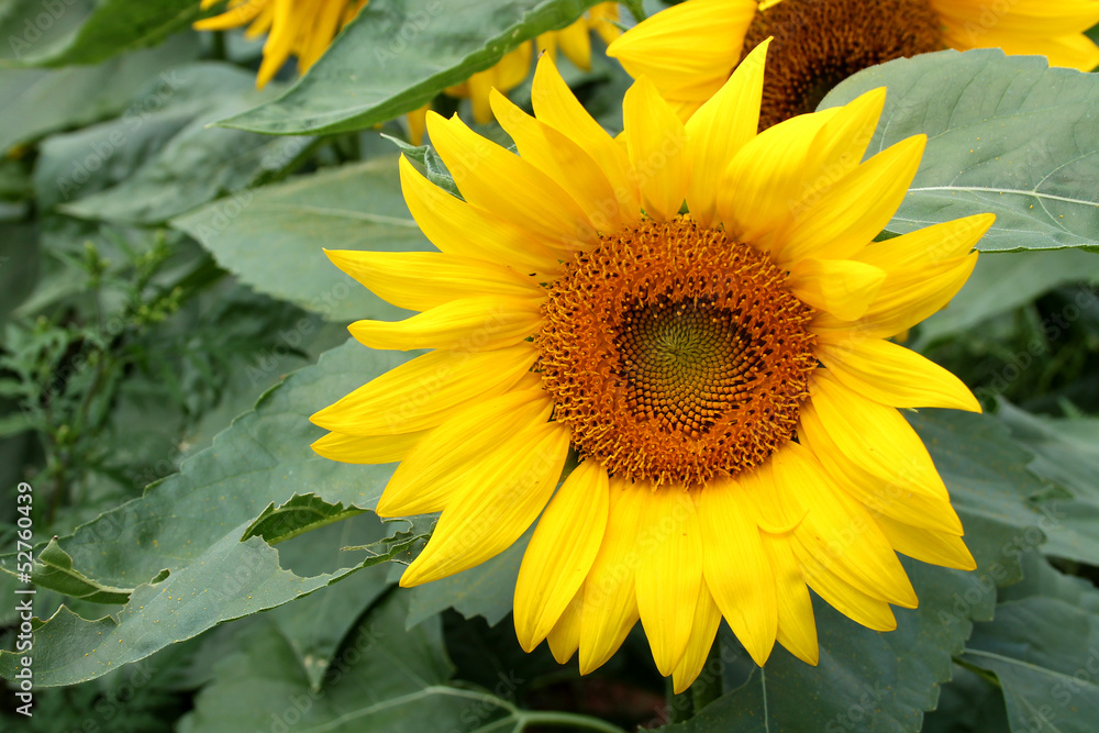 Obraz premium Sunflower closeup