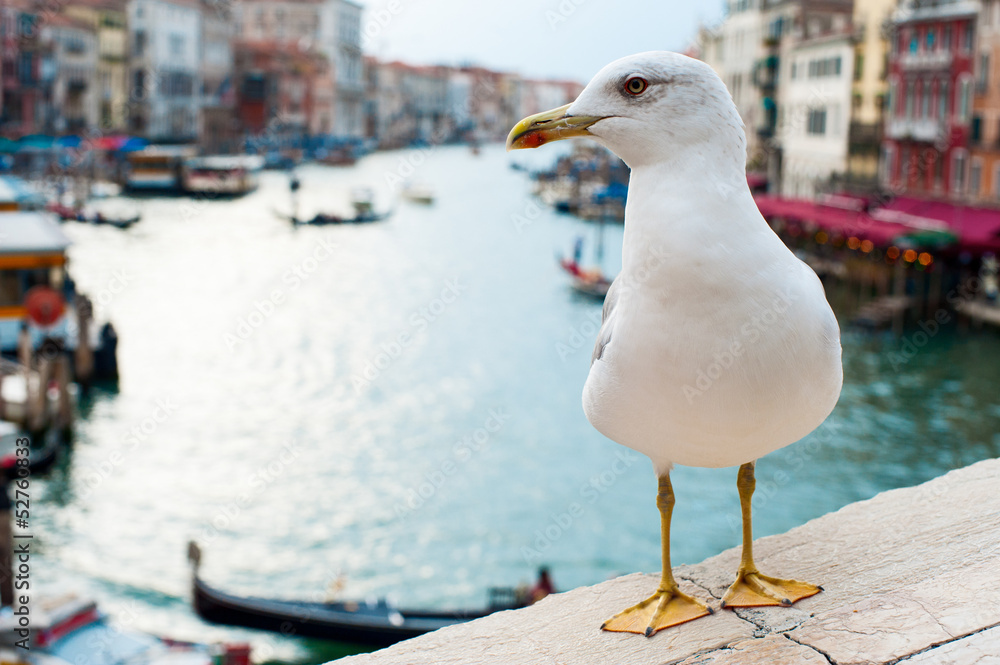 Obraz premium Seagull in Venice