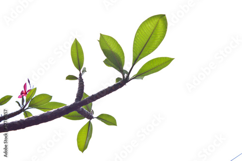 Background of Plumeria (frangipani) tree