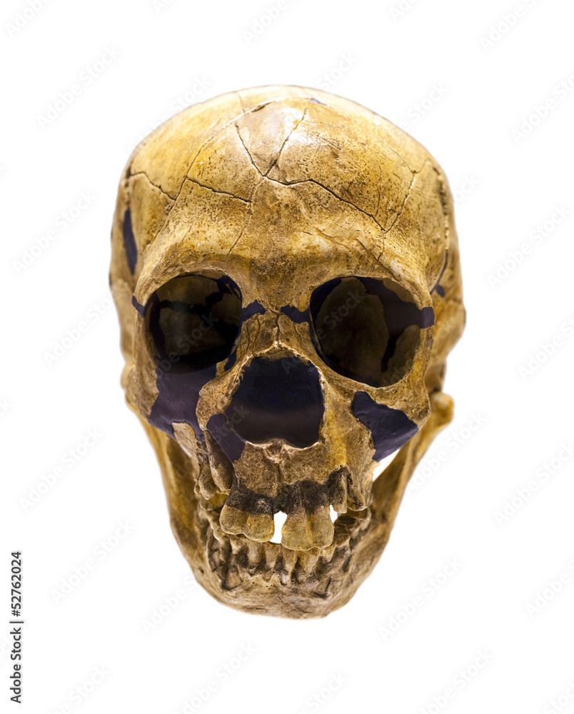 Skull of Homo Neanderthalensis Skull of Homo Neanderthalensis
