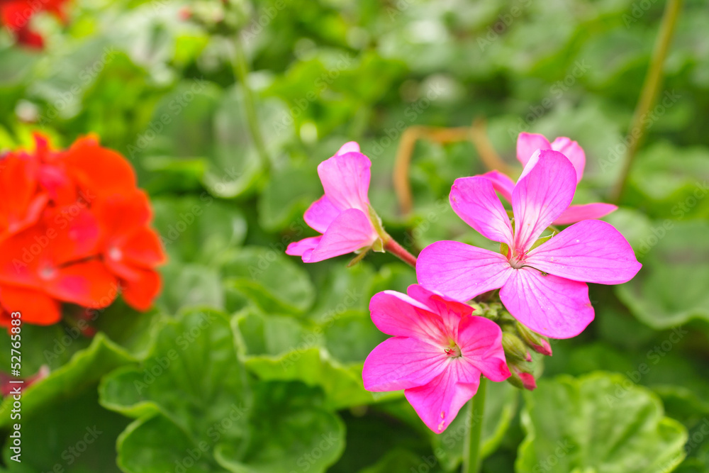 Obraz premium Pink Flower