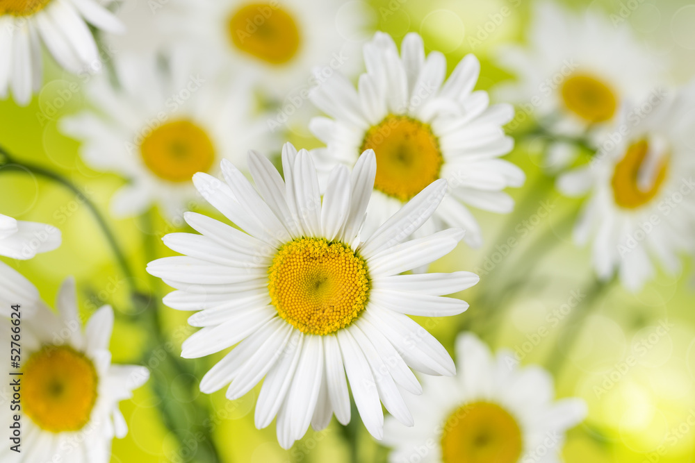 Fototapeta premium Blooming chamomile flowers