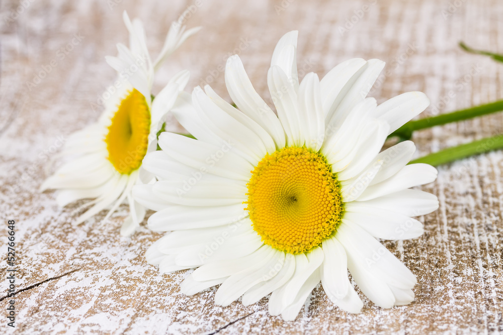 Fototapeta premium Two flowers of camomile