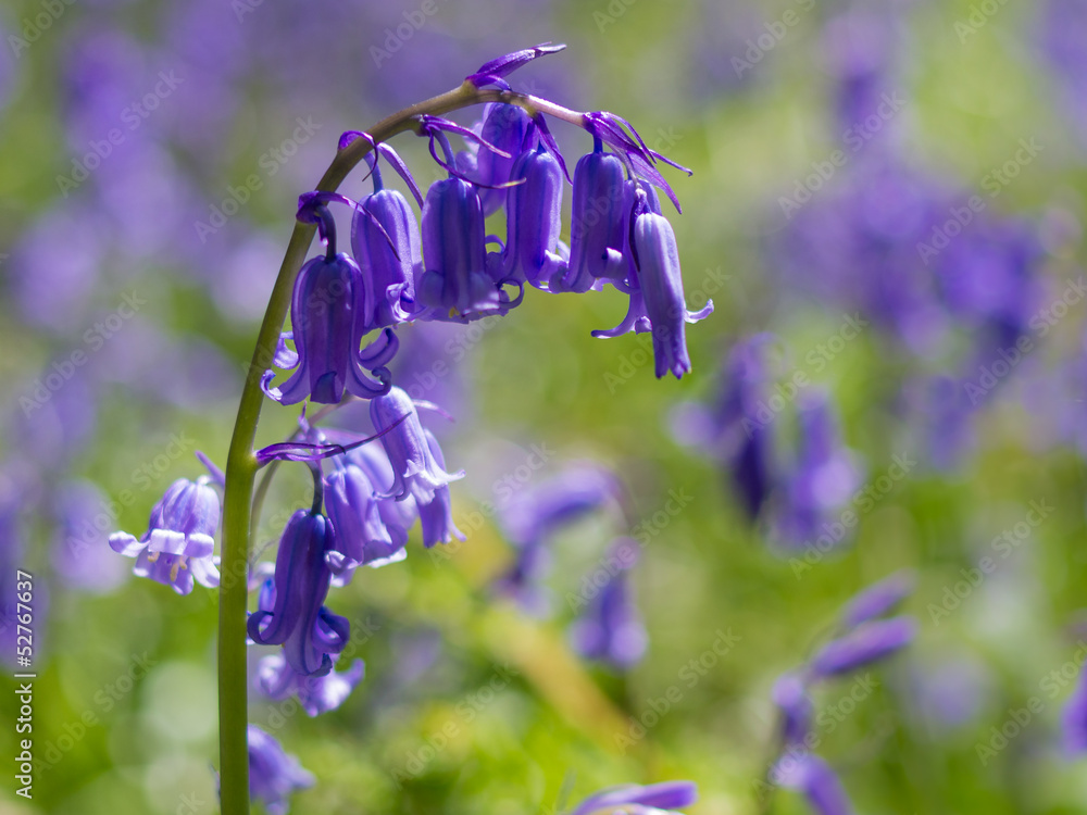 Fotografie Bluebell close-up