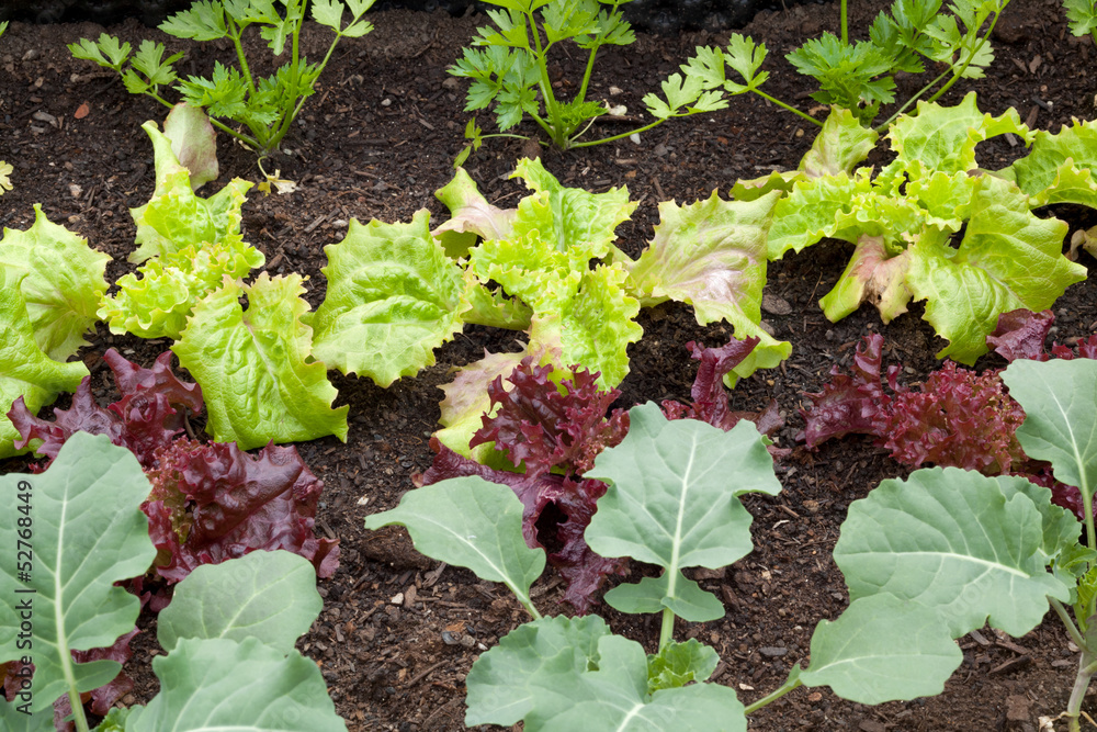 Gemüsegarten Gemüsegarten