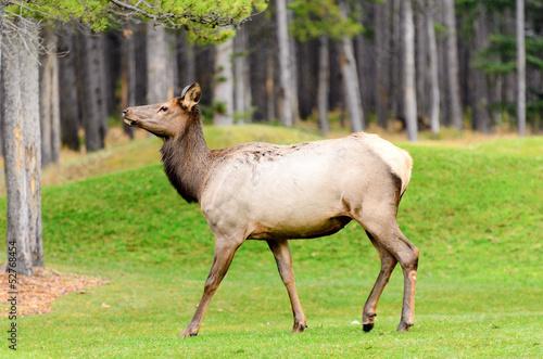 Rocky Mountain Elk