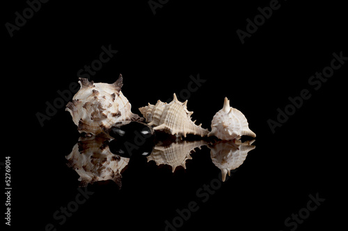Sea shells with reflection isolated on black background