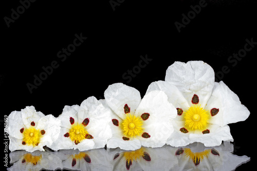 Gum rockrose - Cistus ladanifer - in the heath fields of Alentej photo