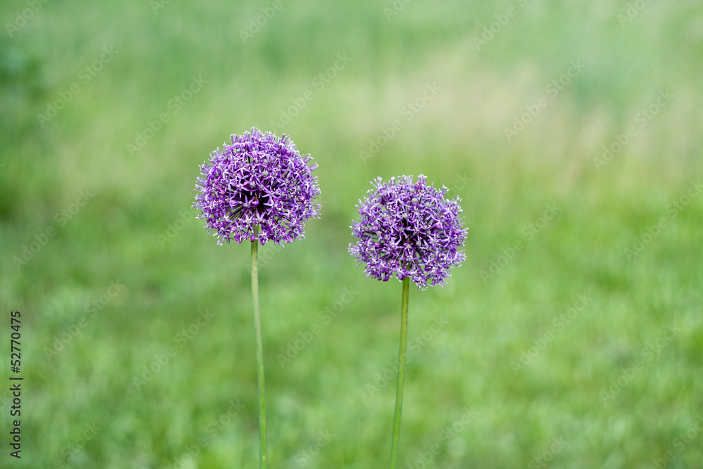 Obraz premium Two decorative bow purple flower on a green background