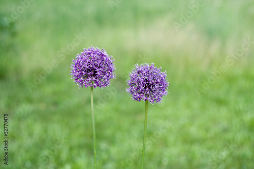 Two decorative bow purple flower on a green background