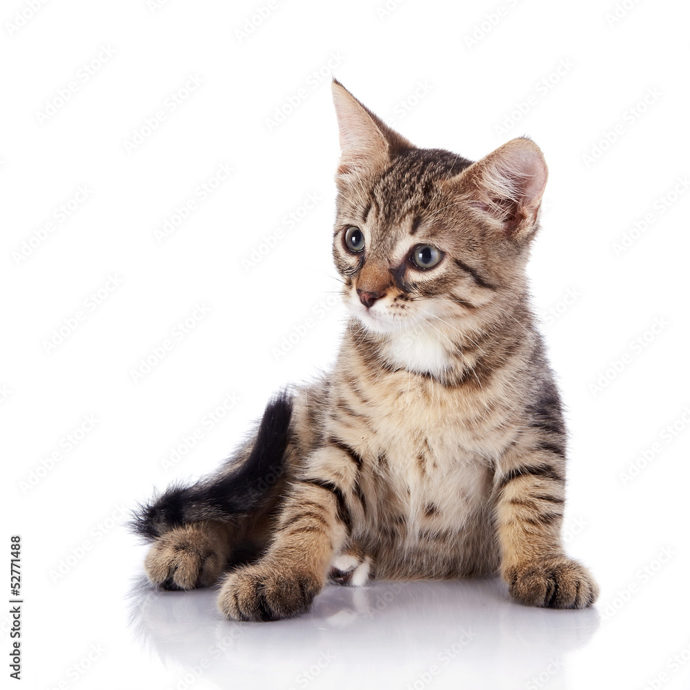 Striped small kitten.