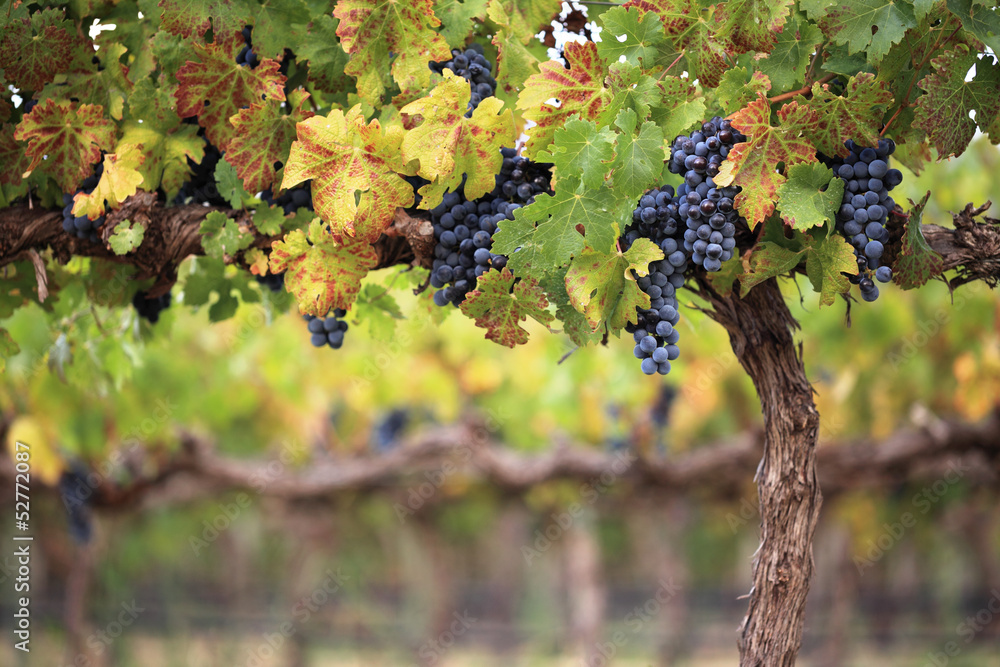 Red wine grapes on autumn vine
