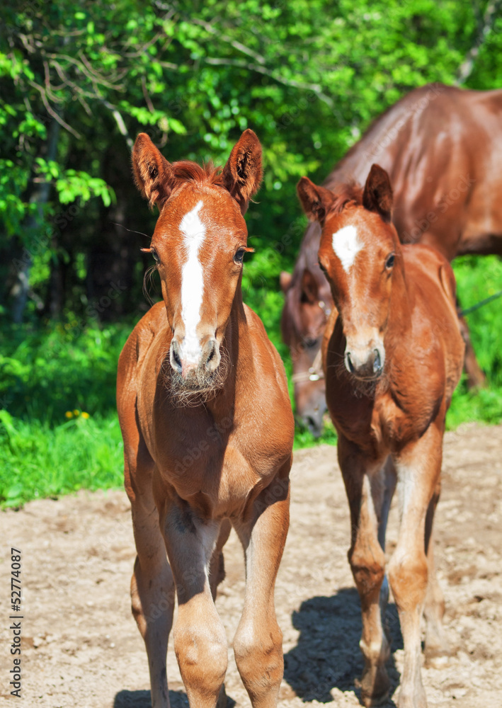 little chestnut foals of sportive breed little chestnut foals of sportive breed