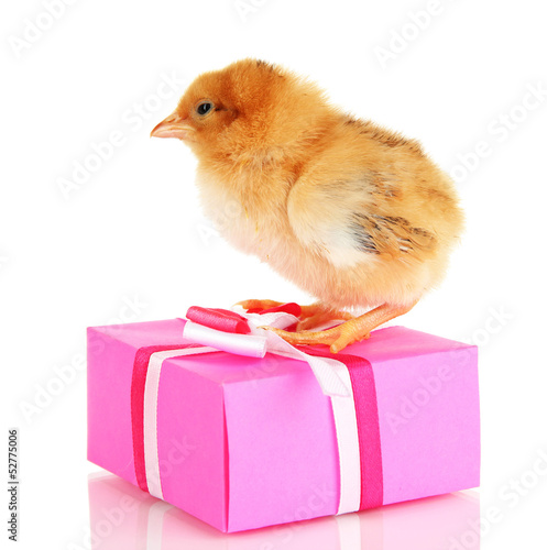 Wallpaper Mural Little chicken with gift isolated on white Torontodigital.ca