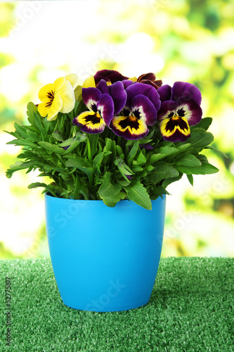 Beautiful pansies flowers on grass on bright background