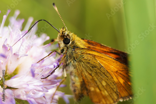 Small Skipper Butterfly on the Violet Flower. photo