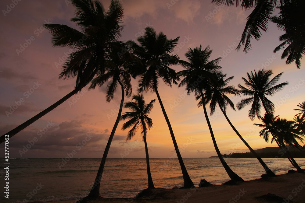Silhouette of palm trees at sunrise, Las Galeras beach Silhouette of palm trees at sunrise, Las Galeras beach