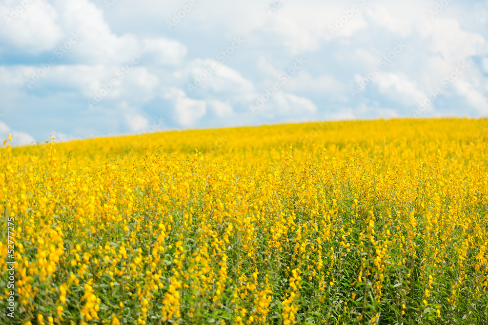 Yellow flower fields with blue sky background Yellow flower fields with blue sky background