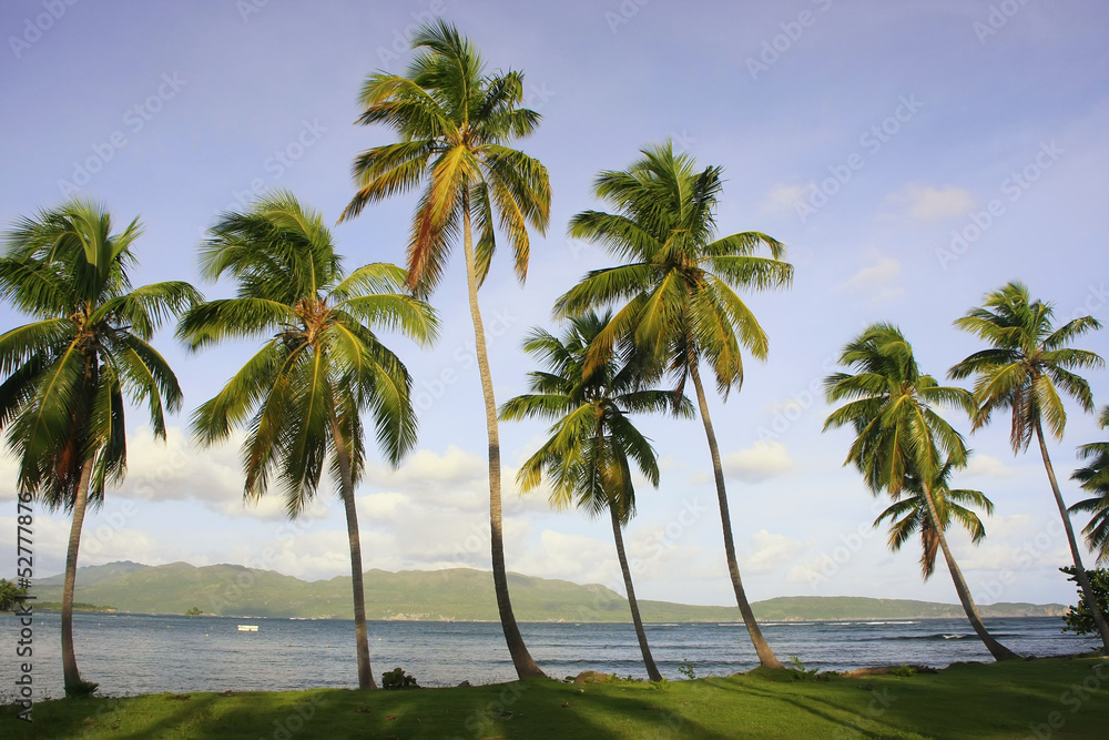 Leaning palm trees at Las Galeras beach, Samana peninsula