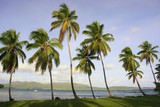 Leaning palm trees at Las Galeras beach, Samana peninsula