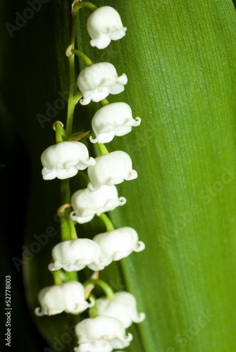 Lily of the valley