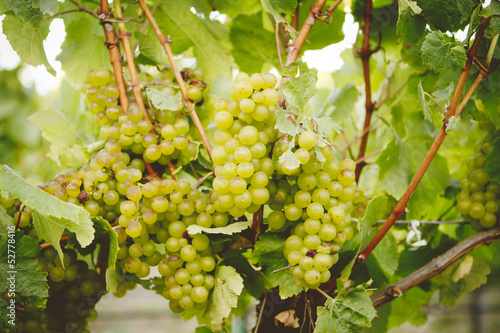 Wallpaper Mural Chardonnay Grapes Torontodigital.ca