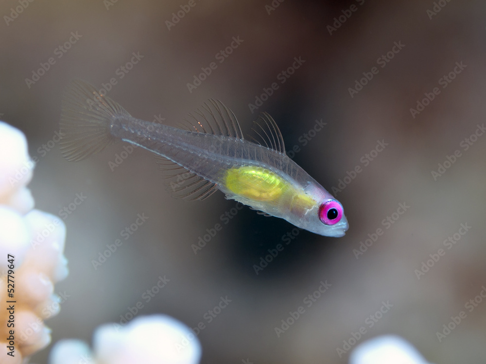Obraz premium Redeye goby