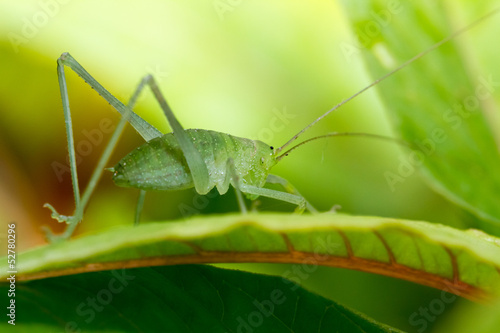 Wallpaper Mural Speckled bush-cricket Torontodigital.ca