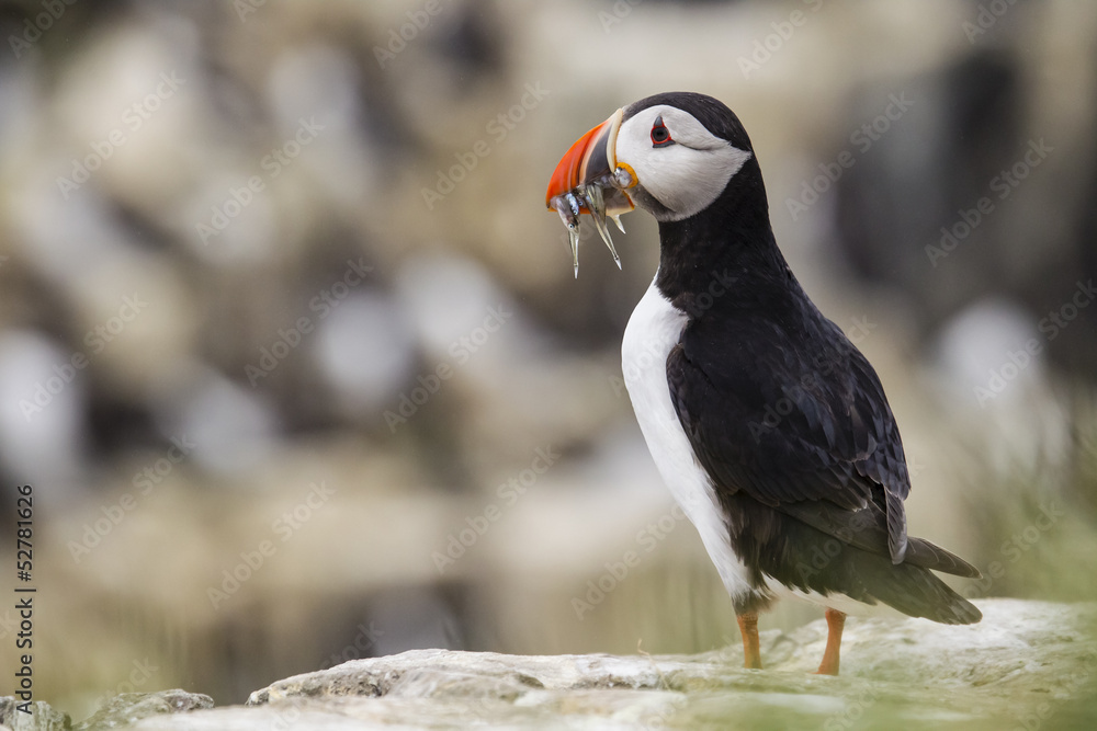 Fototapeta premium Papageitaucher (Fratercula arctica)
