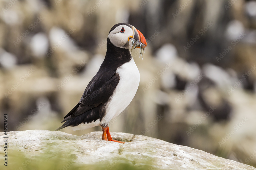 Fototapeta premium Papageitaucher (Fratercula arctica)