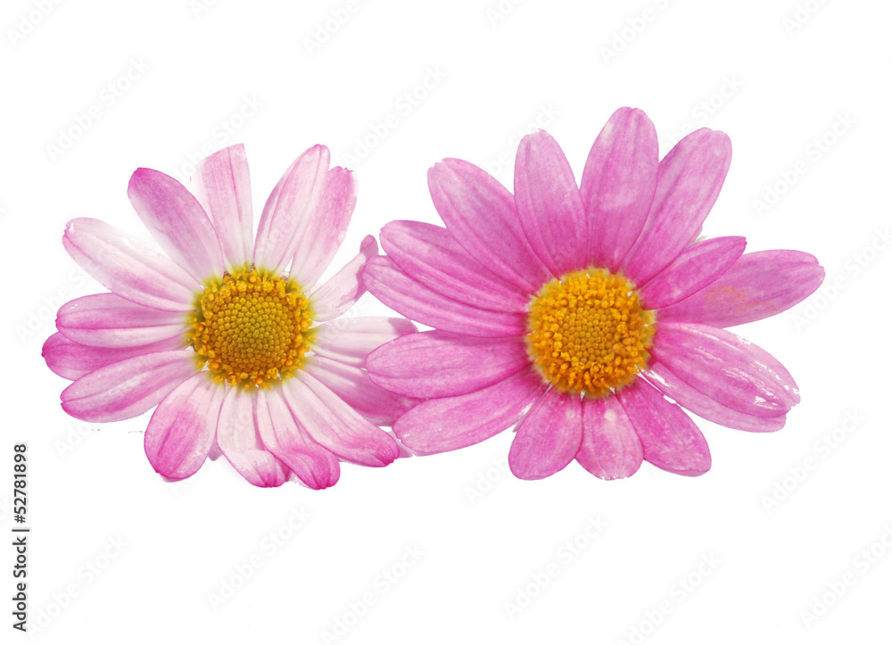 Margeritenblüten Margeritenblüten