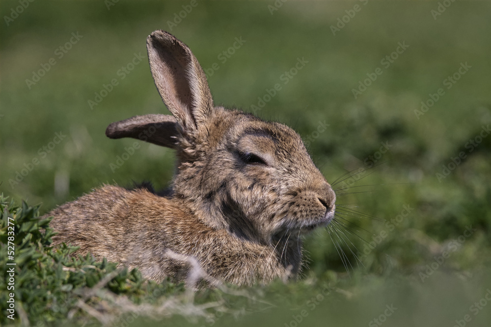 Skokholm Island Rabbit with cocked ear Skokholm Island Rabbit with cocked ear