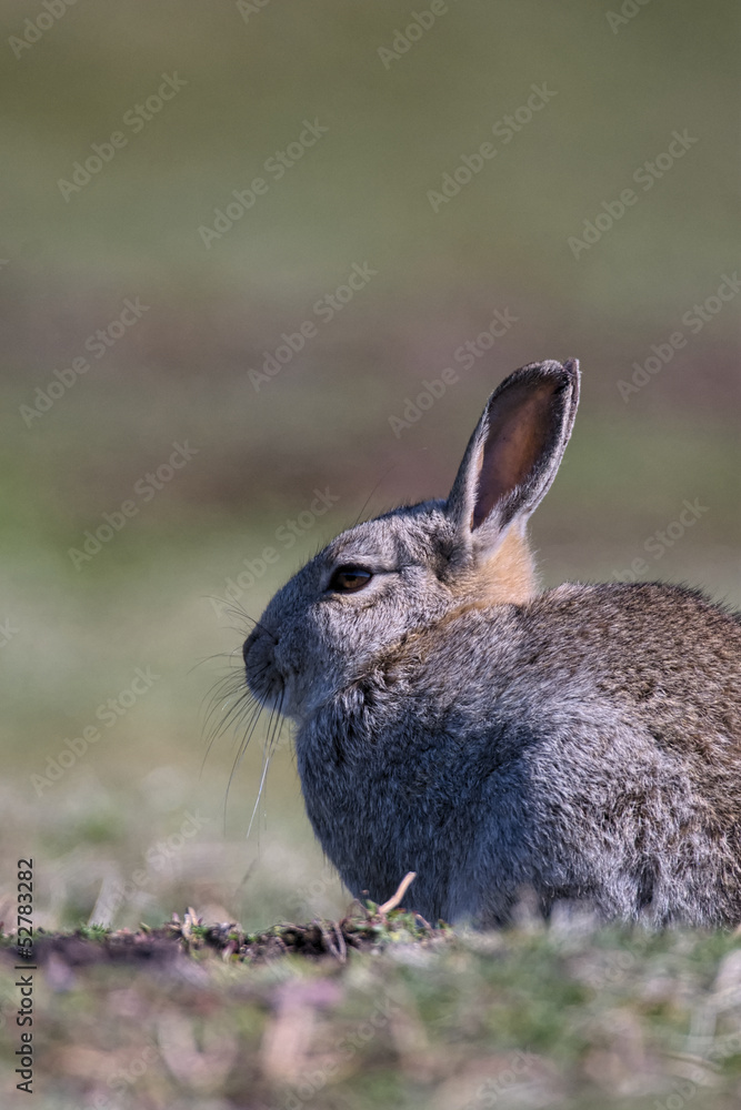 Fototapeta premium Skokholm Island rabbit