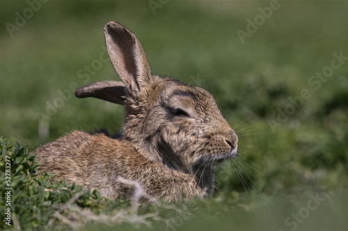 Skokholm Island Rabbit with cocked ear