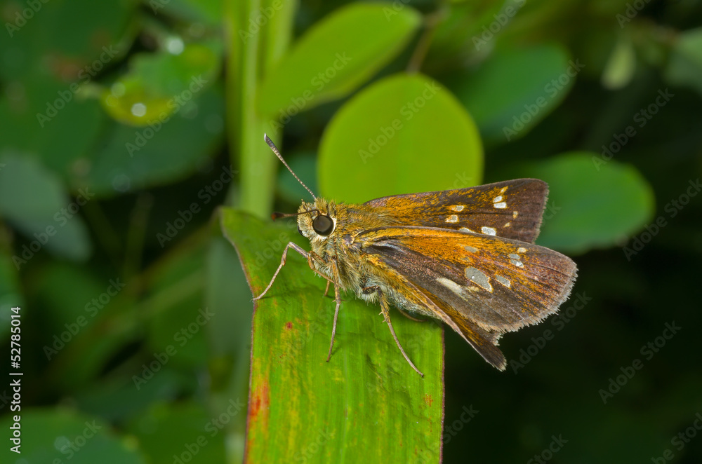 Fototapeta premium Butterfly (Augeades) 11