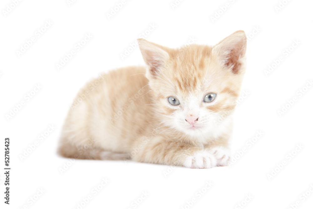 red kitten isolated on white background