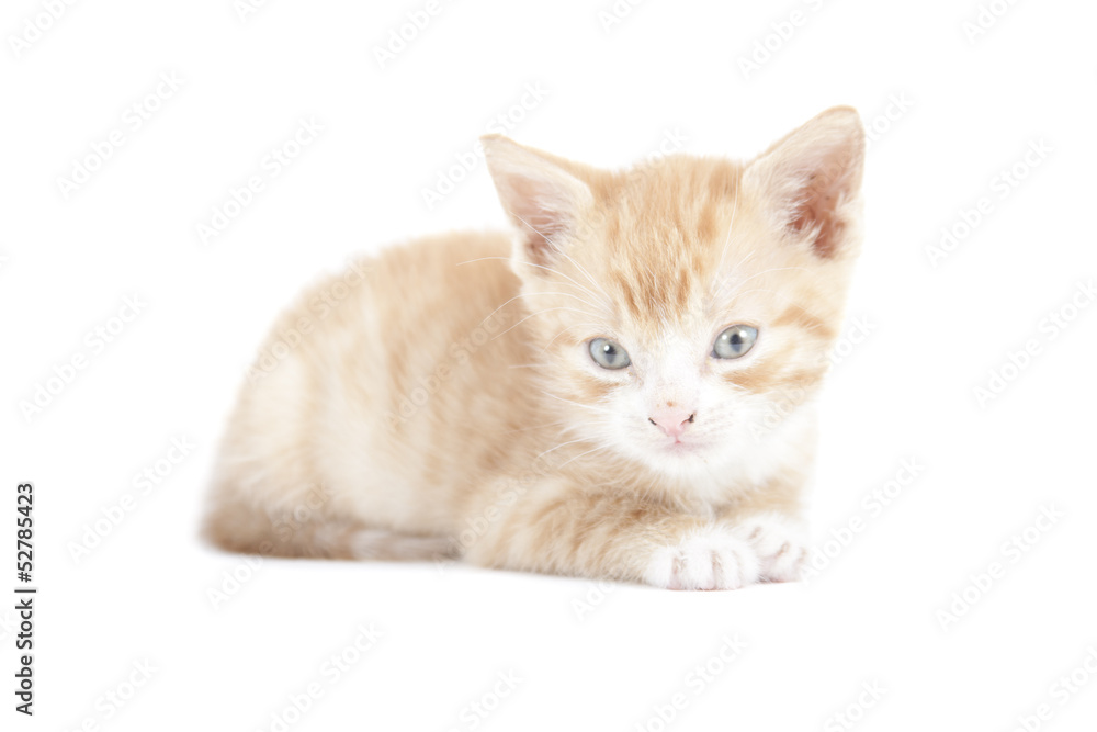 Obraz premium red kitten isolated on white background