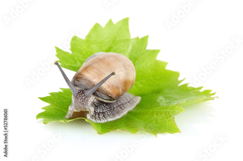 garden snail (Helix aspersa) on green leaf