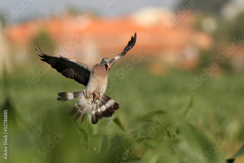 Wood pigeon landing