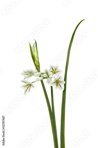 Three-cornered Leek - Allium triquetrum