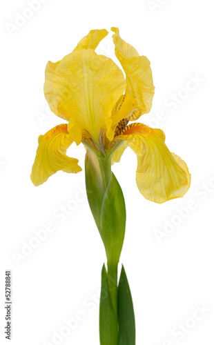 Fototapeta Naklejka Na Ścianę i Meble -  yellow iris flower