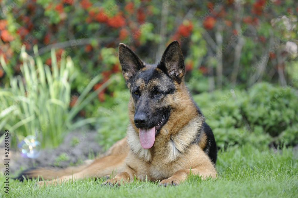 Deutscher Schäferhund 228 Deutscher Schäferhund 228
