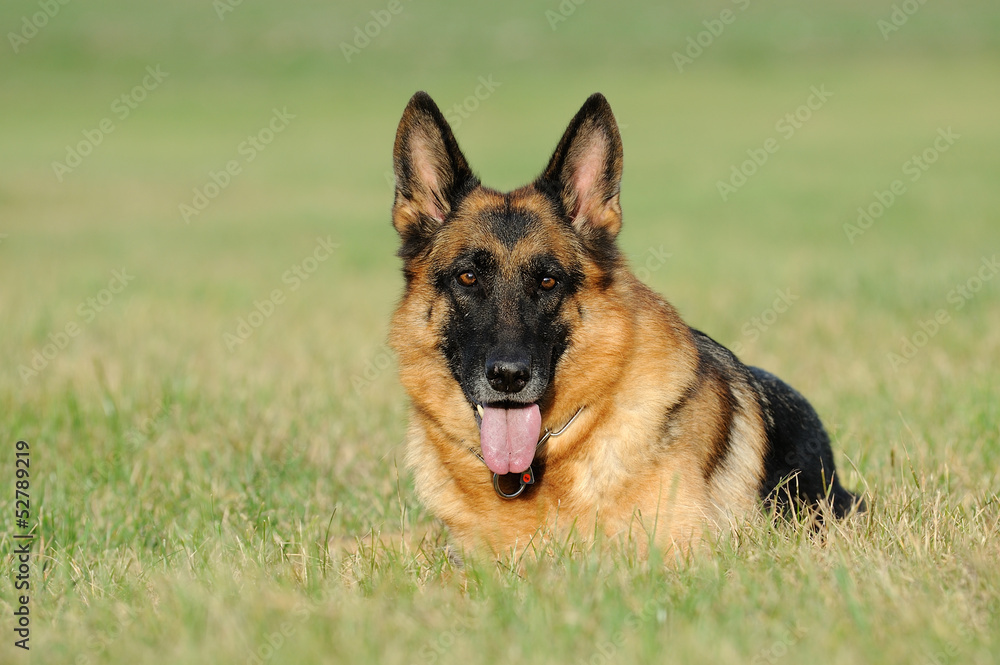 Deutscher Schäferhund 205 Deutscher Schäferhund 205