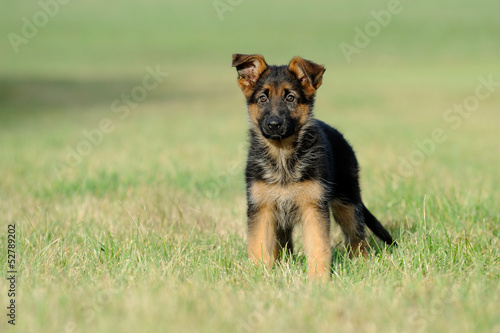 Deutscher Schäferhund 207 © sandra3107