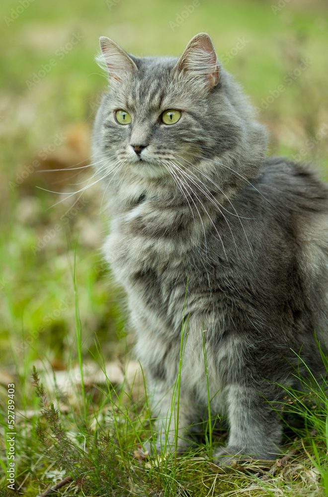 Gray siberian cat walking in forest
