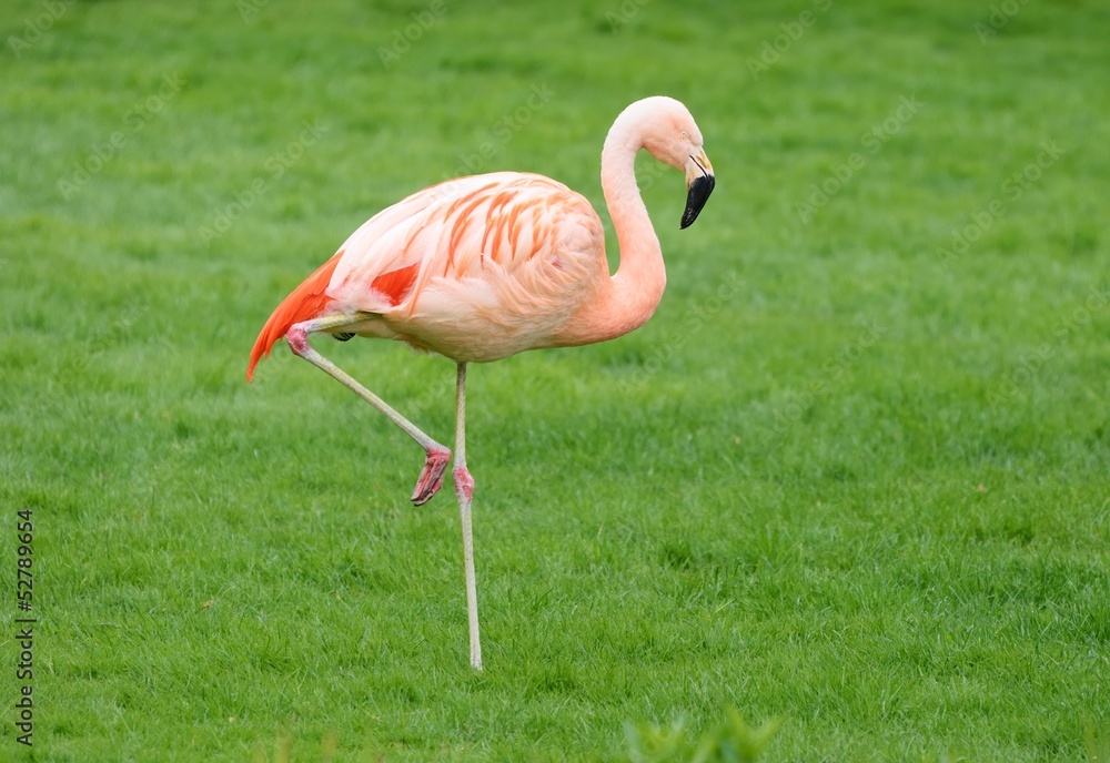 Pink Falmingo Pink Falmingo
