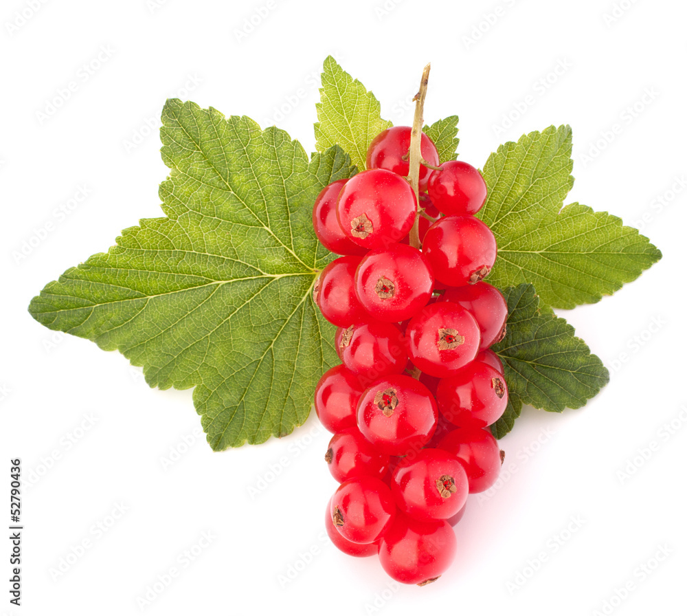 Red currants and green leaves still life Red currants and green leaves still life